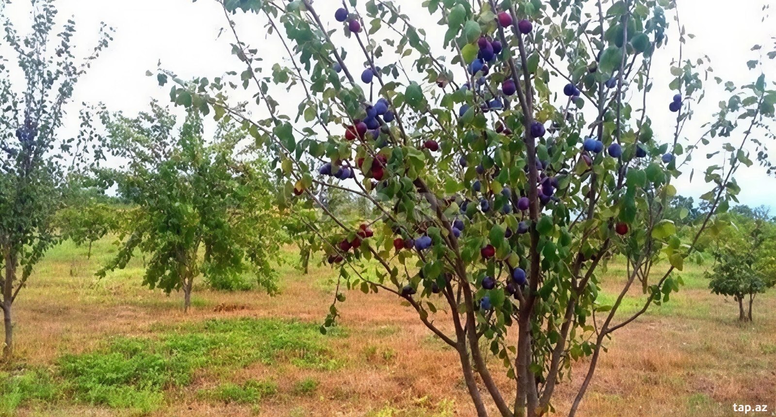 180 sot torpaq sahəsi, Xaçmaz r.