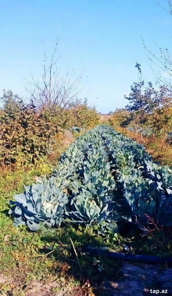 180 sot torpaq sahəsi, Xaçmaz r.
