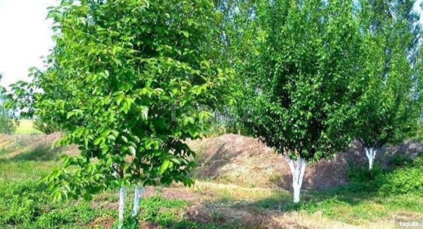 180 sot torpaq sahəsi, Xaçmaz r.