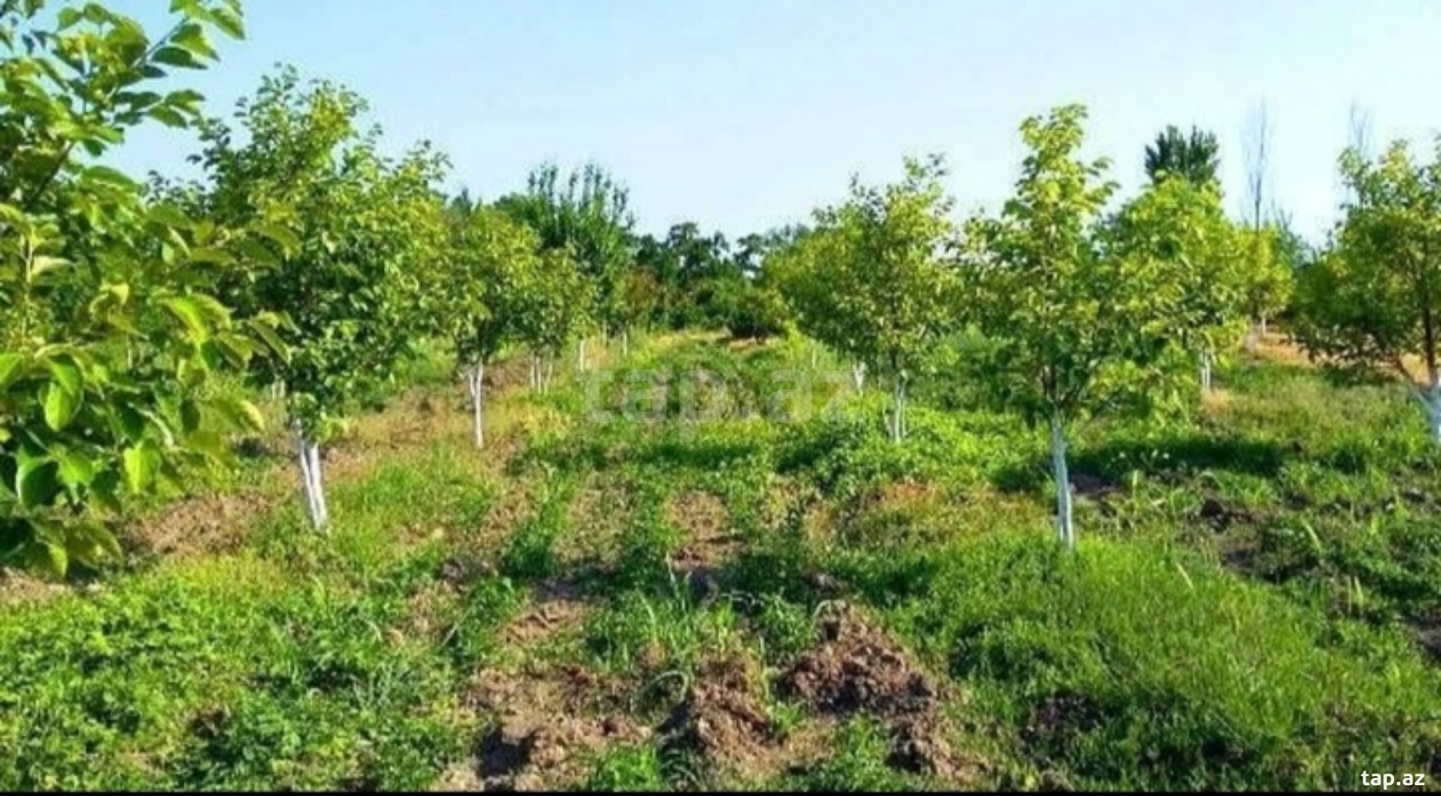 180 sot torpaq sahəsi, Xaçmaz r.