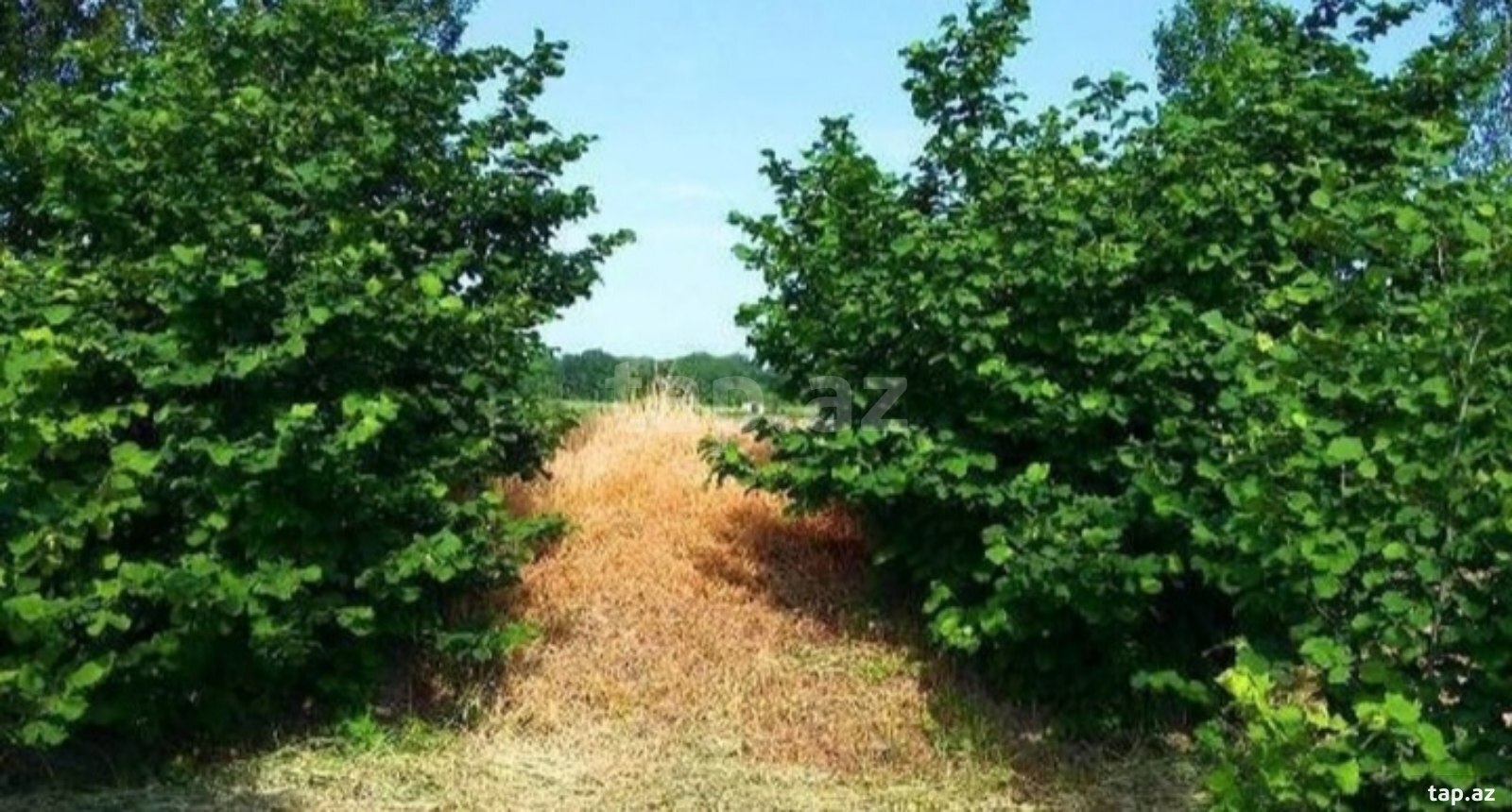180 sot torpaq sahəsi, Xaçmaz r.