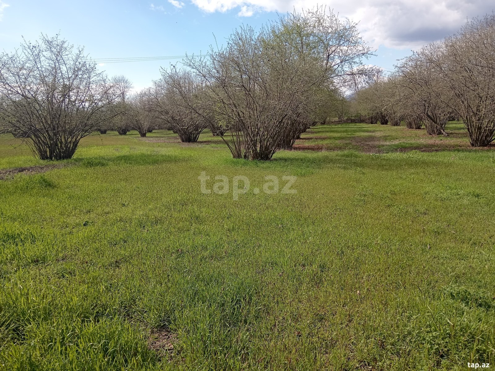 180 sot torpaq sahəsi, Zaqatala r.