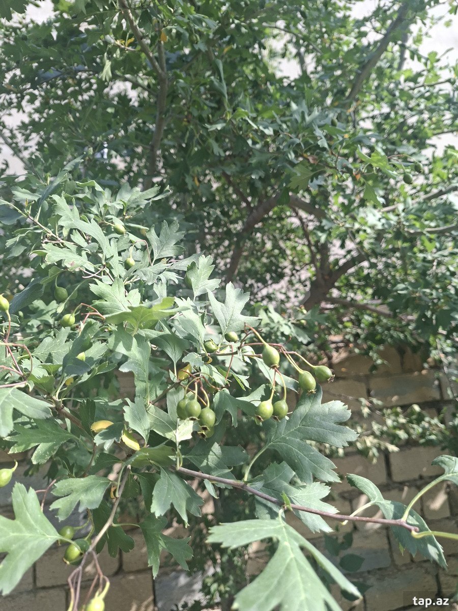 Bağ evi, Qaradağ r.