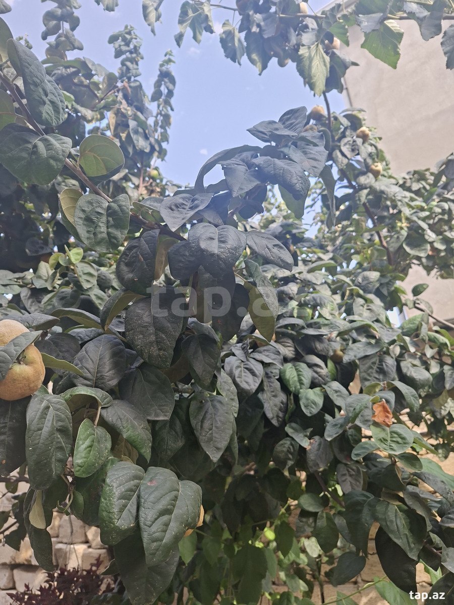 Bağ evi, Qaradağ r.