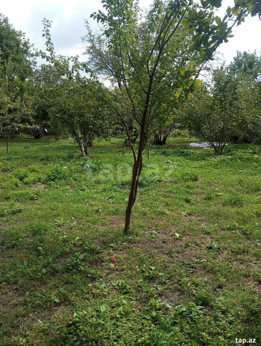12 sot torpaq sahəsi, Qəbələ ş.