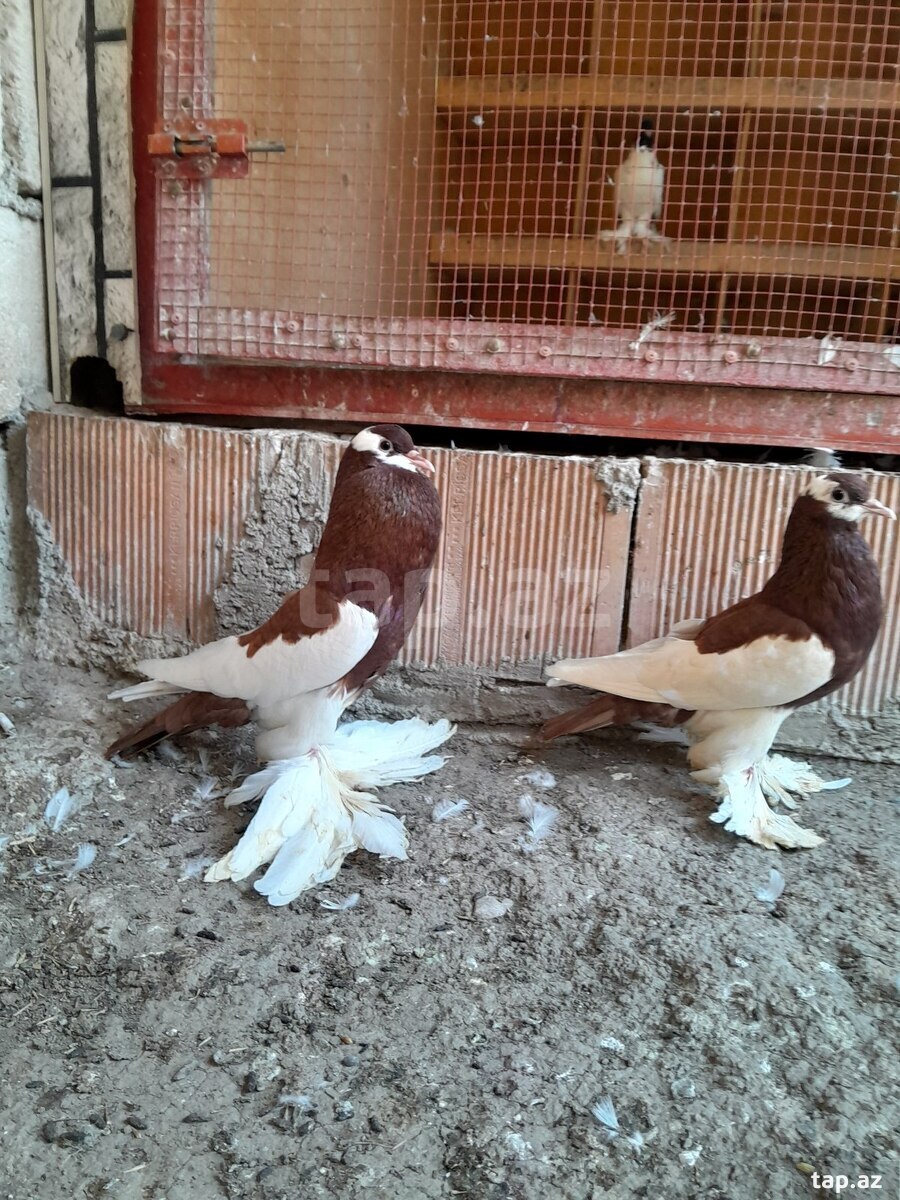 Göyərçinlər