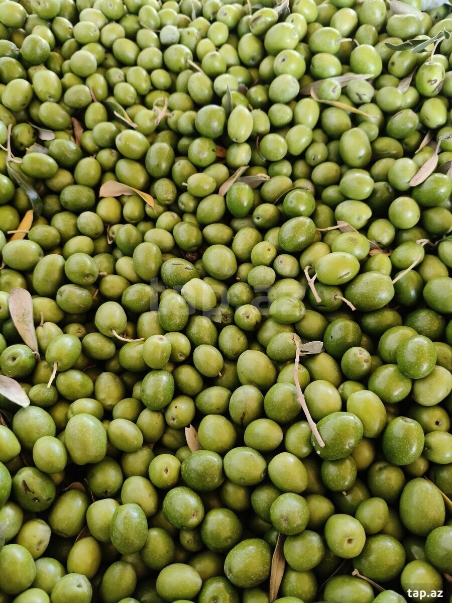 Zeytun