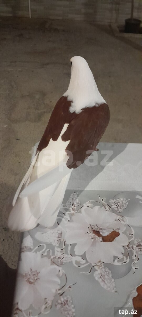 Göyərçinlər