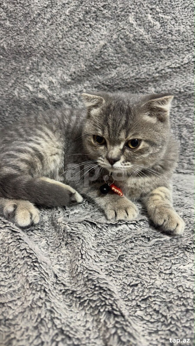 Scottish Fold