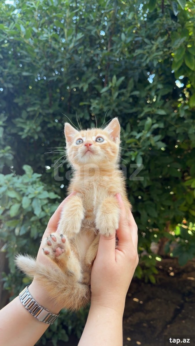 Avropa pişiyi etibarlı əllərə verilir