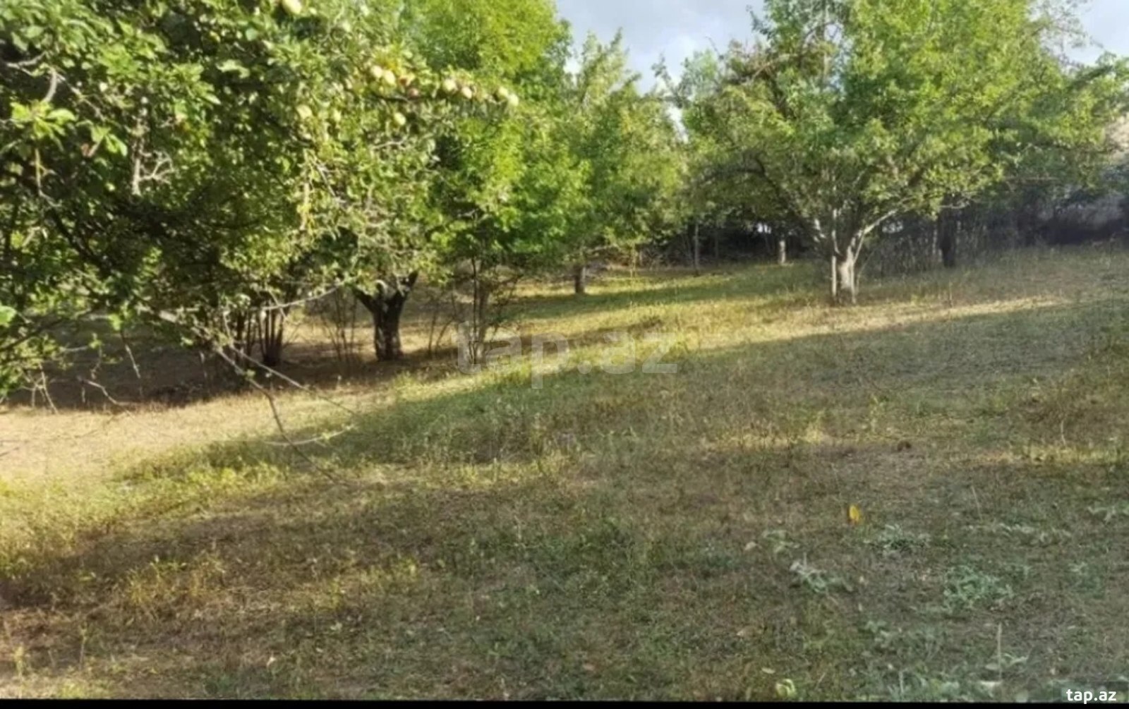 Torpaq satılır, İsmayıllı, İsmayıllı
