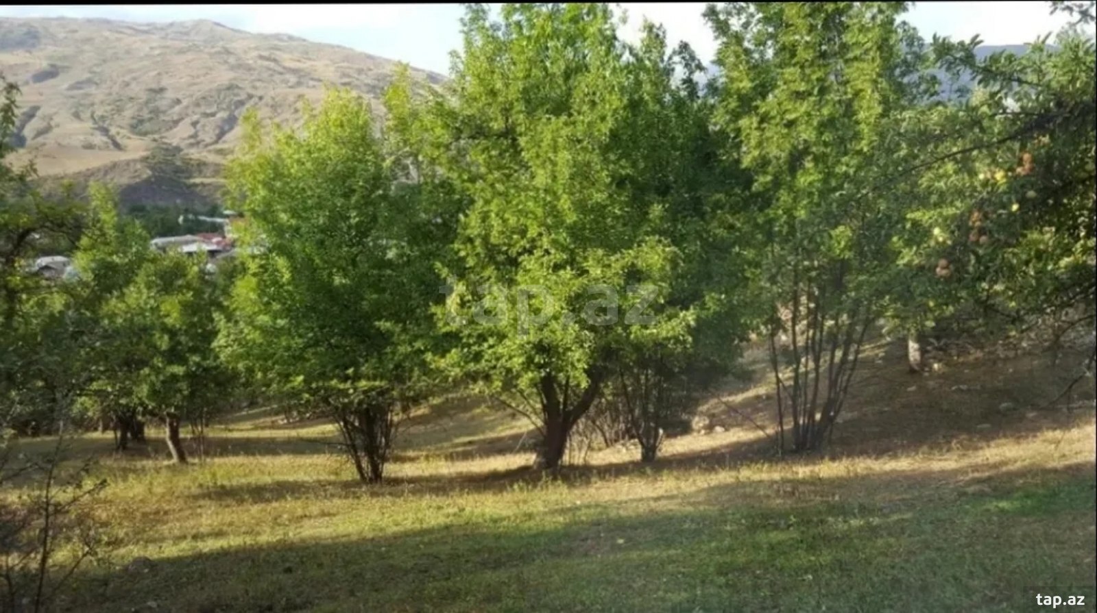 Torpaq satılır, İsmayıllı, İsmayıllı