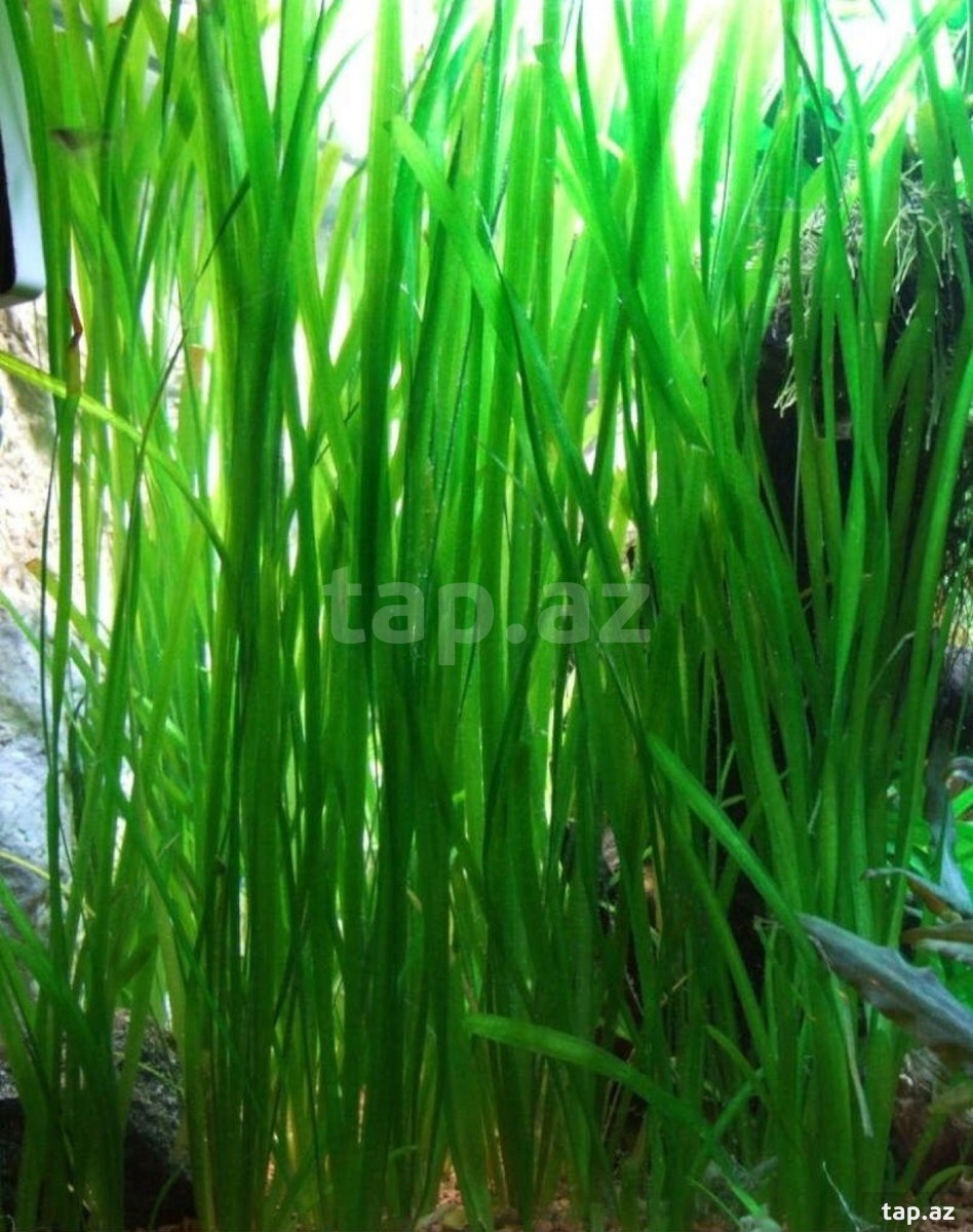 Akvarium bitkiləri