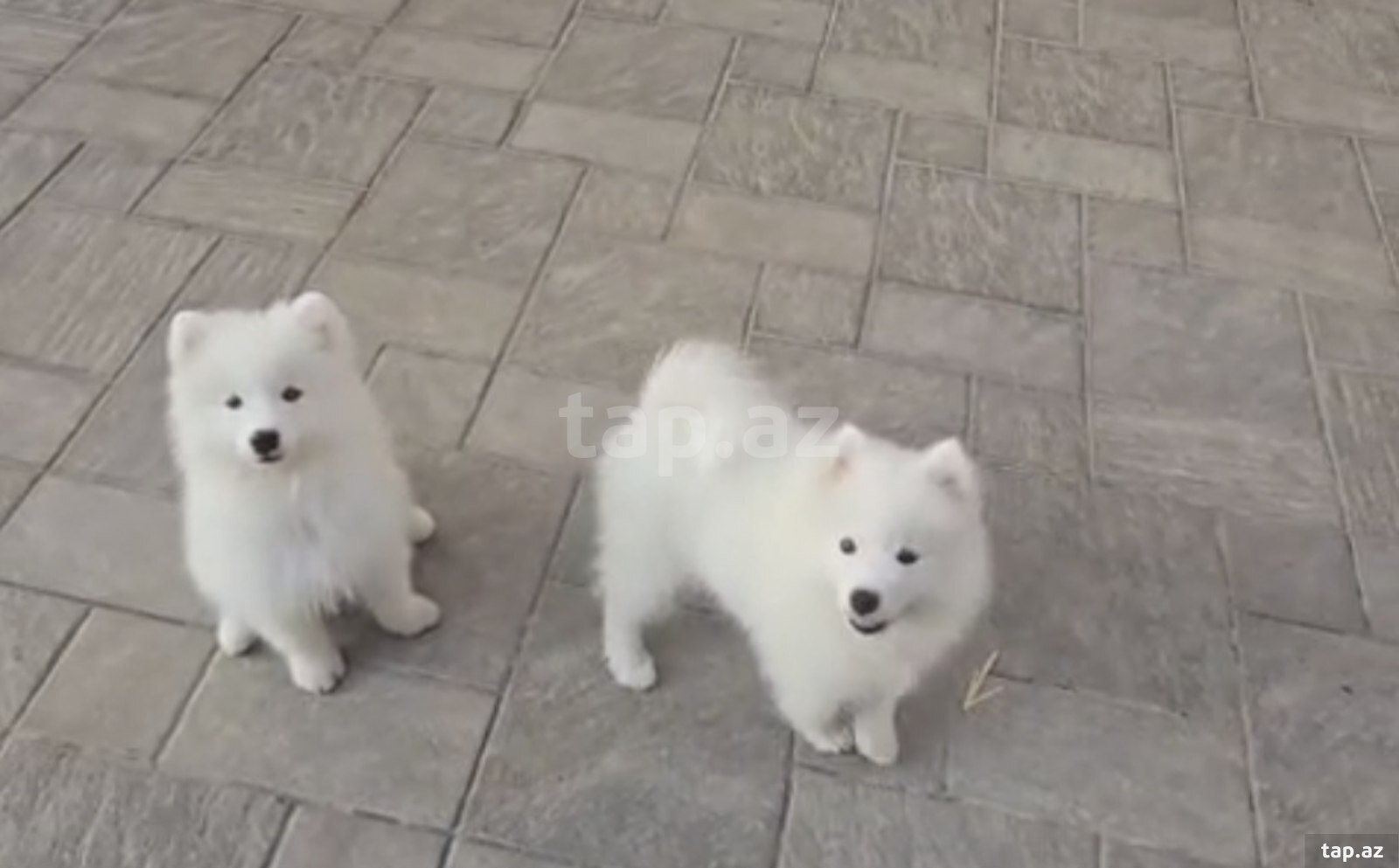 Samoyed balaları
