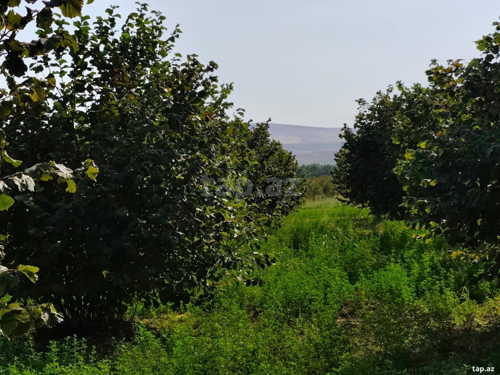 2000 sot torpaq sahəsi, Qax r.