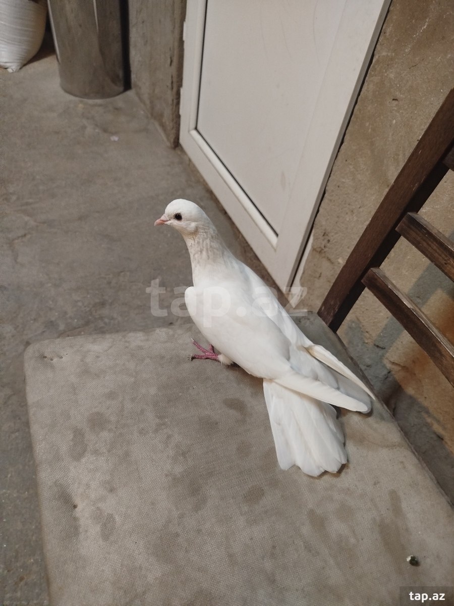 Göyərçin