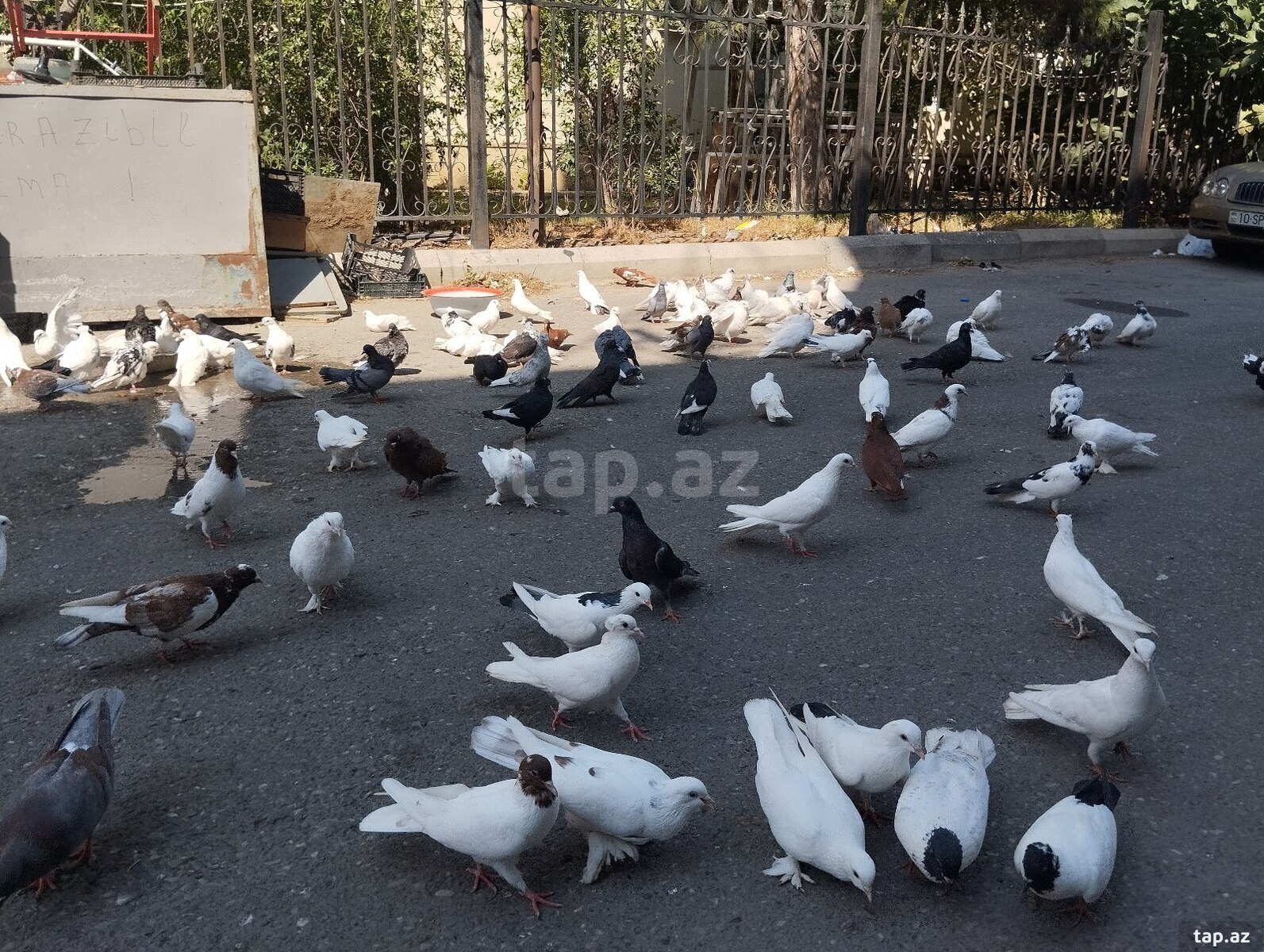 Göyərçinlər