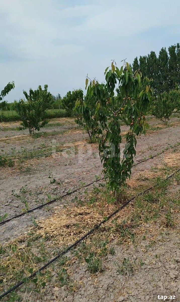 400 sot torpaq sahəsi, Ağdaş r.