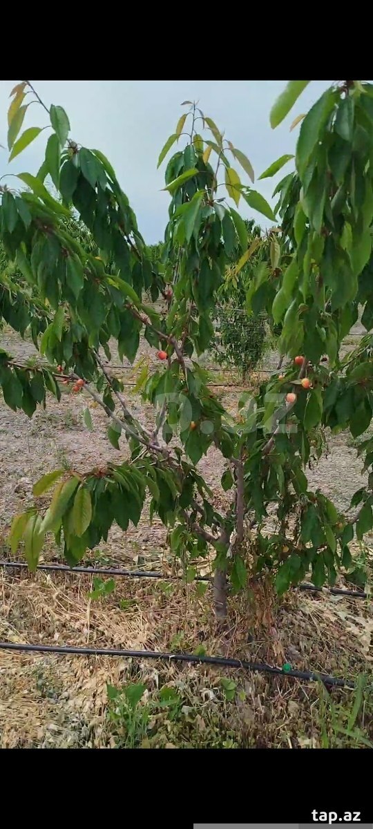400 sot torpaq sahəsi, Ağdaş r.