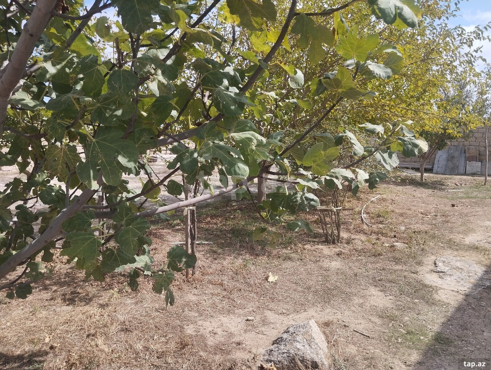 Torpaq satılır, Bakı