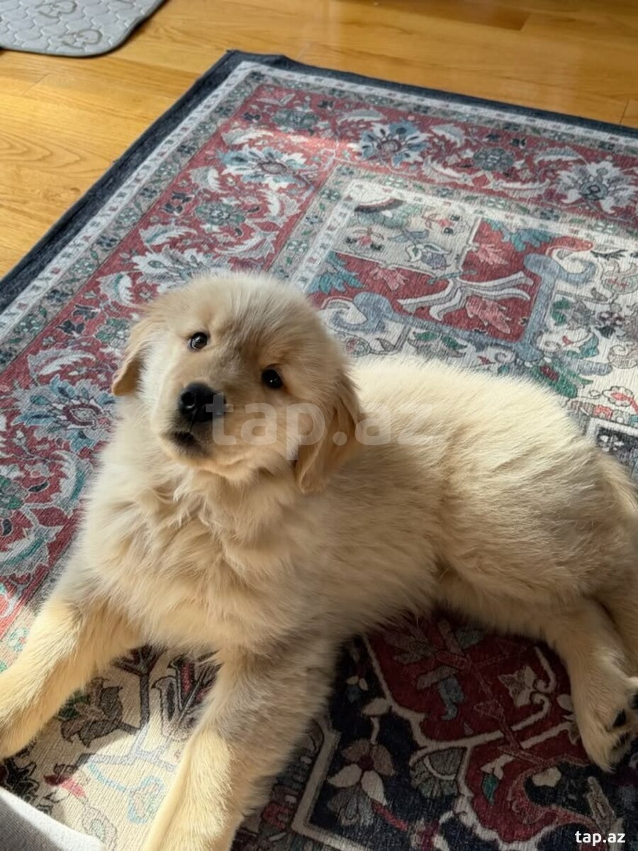 Golden Retriver