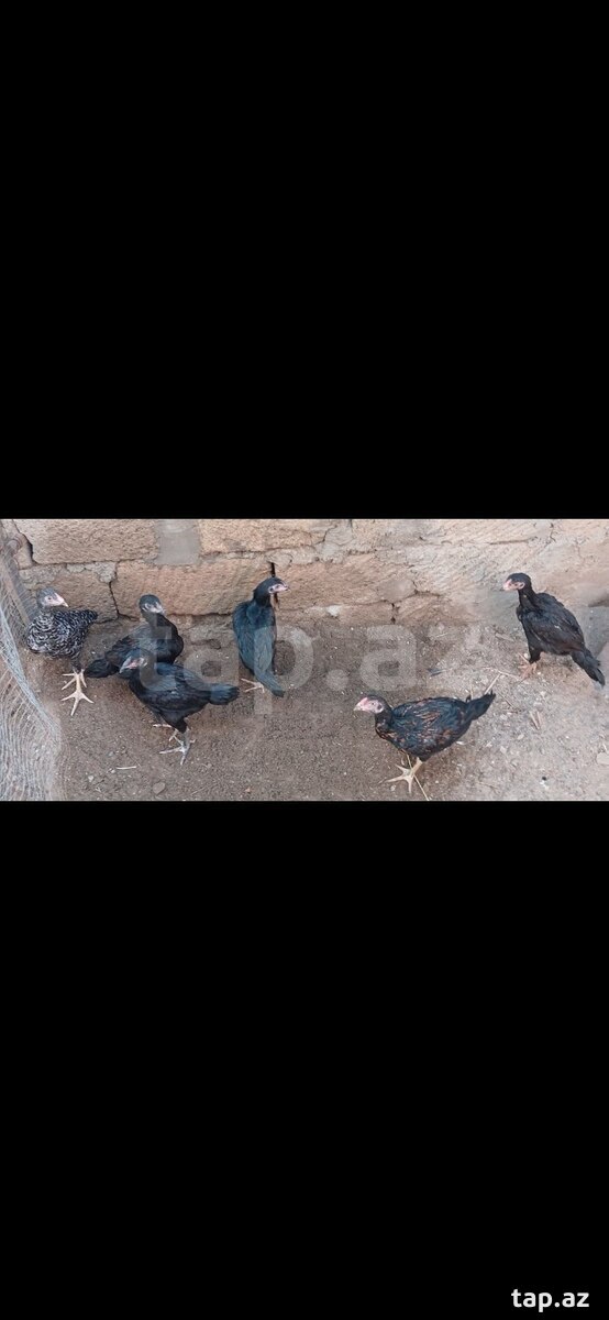 Heyratılar