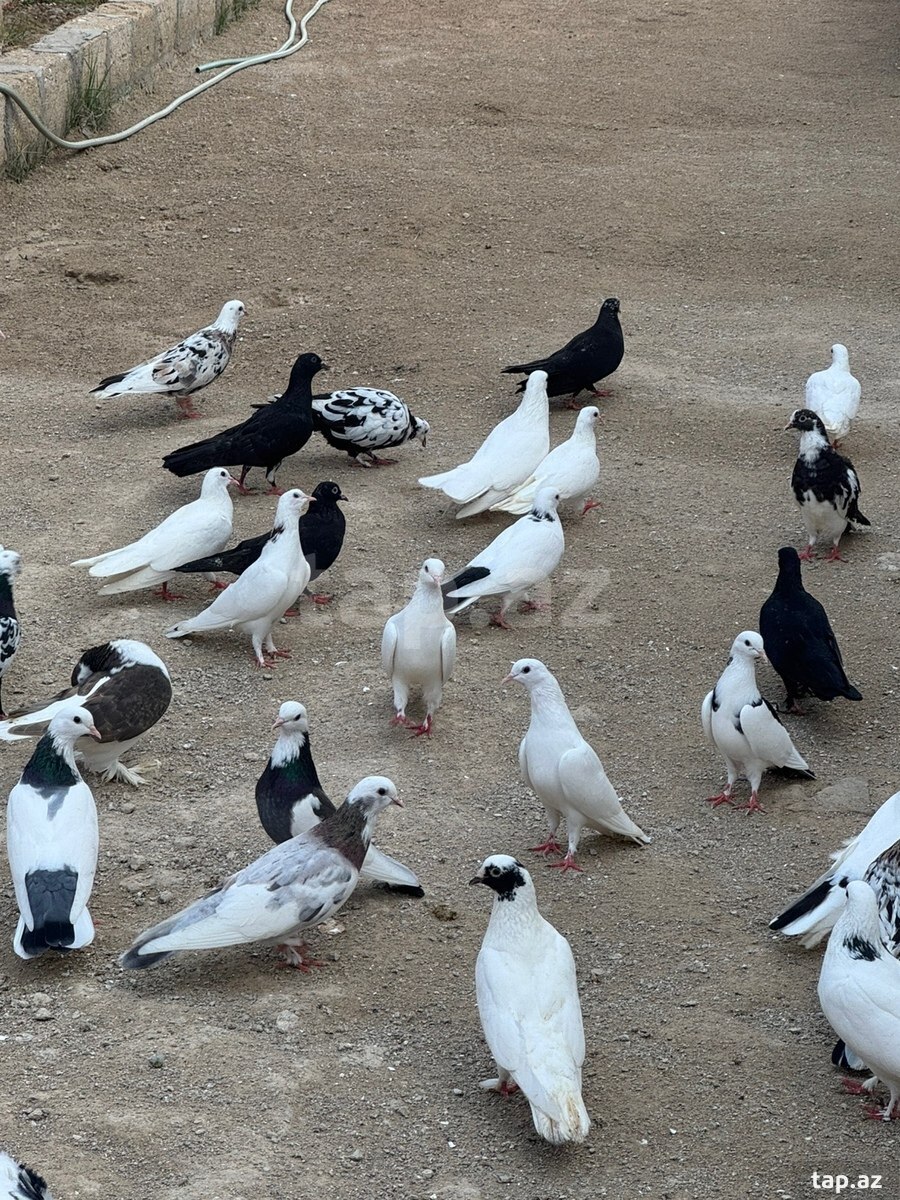 Göyərçinlər