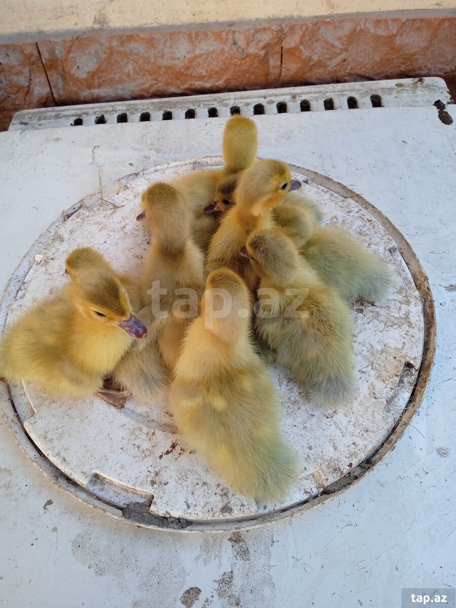 Lavanda ördək balaları