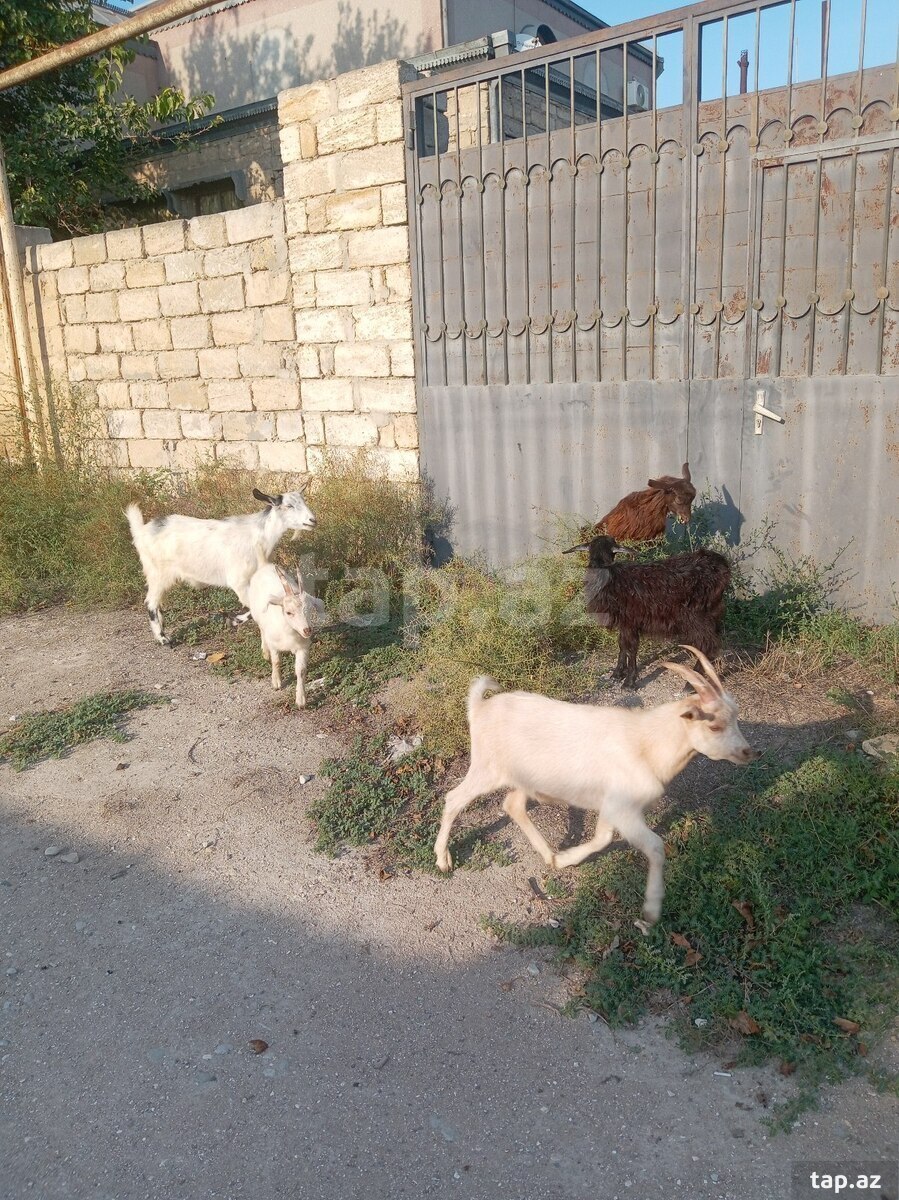 Çəpişlər