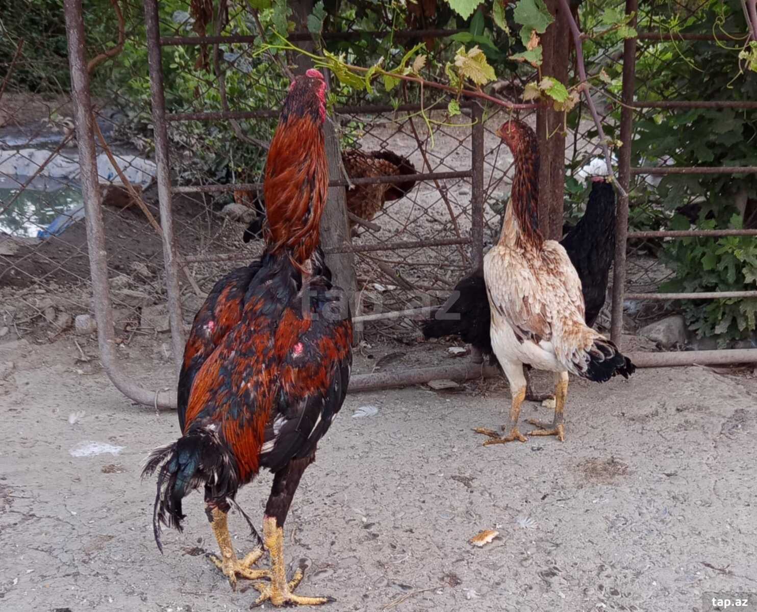 Heyratı xoruz və toyuq