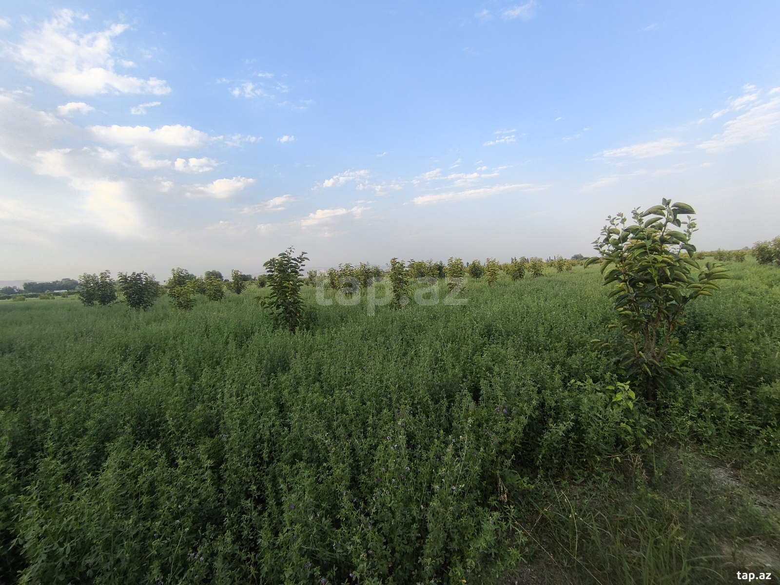 260 sot torpaq sahəsi, Ağdaş r.