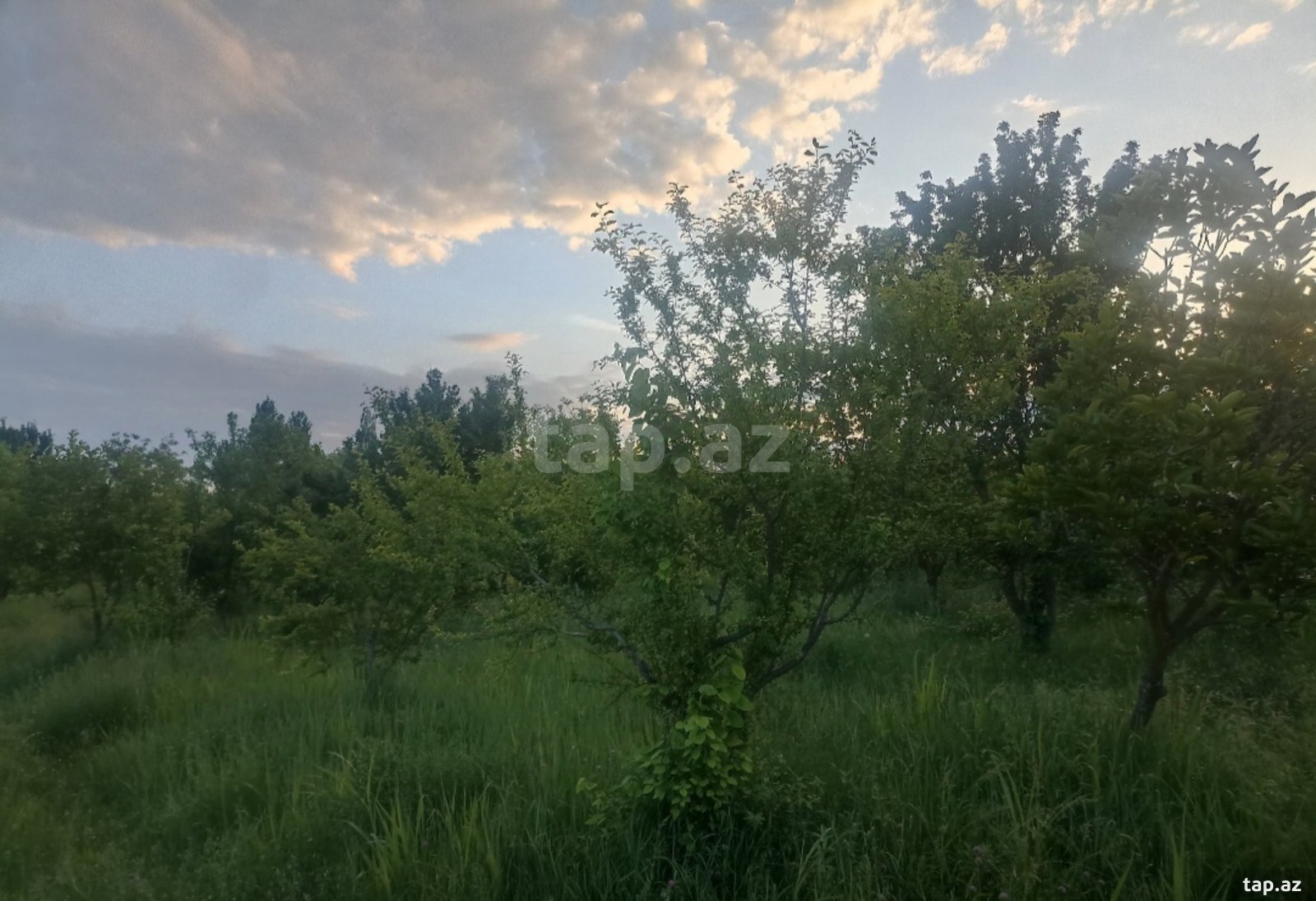 34 sot torpaq sahəsi, Göyçay r.