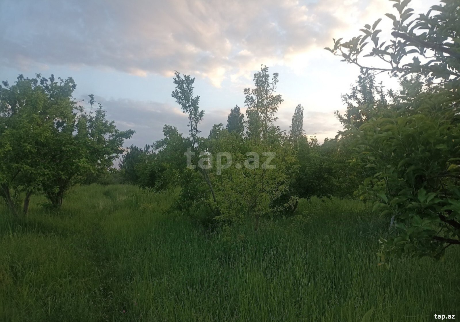 34 sot torpaq sahəsi, Göyçay r.