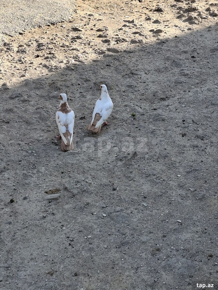 Göyərçinlər