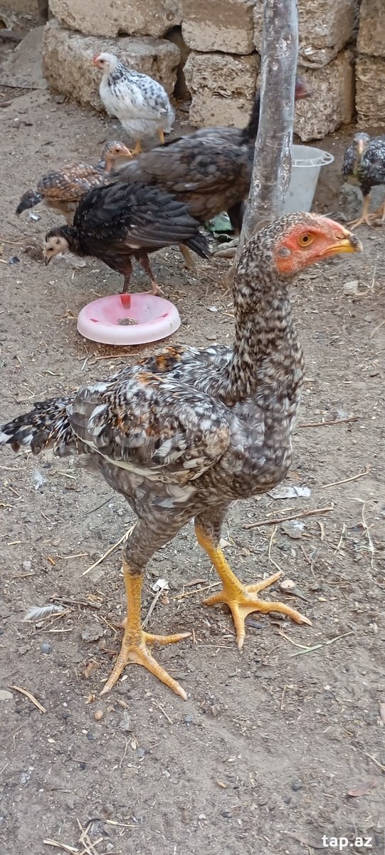 Heyratı beçə