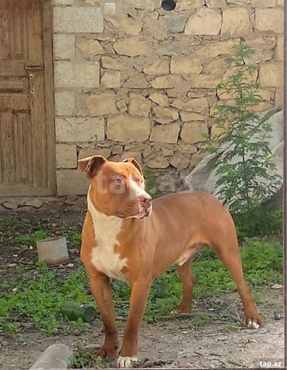 Pitbul