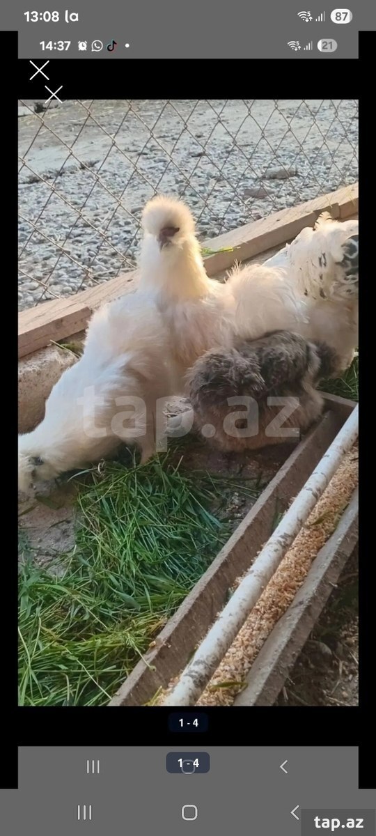 Ponpon və brama yumurtası