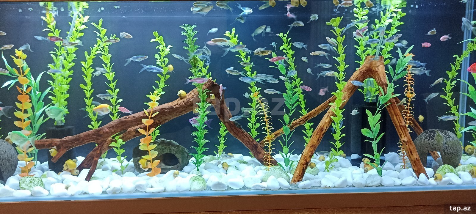 Akvarium aksesuarları