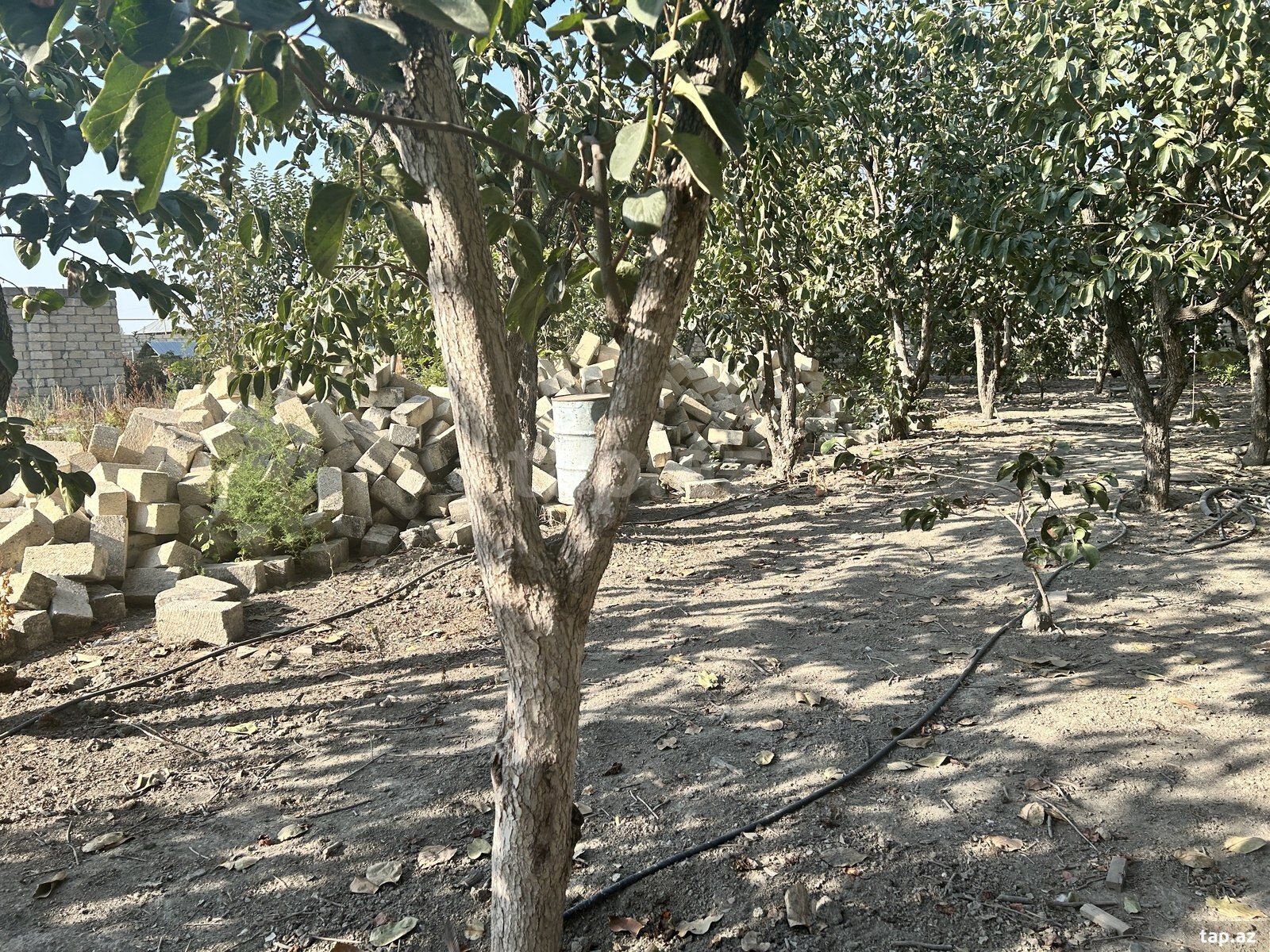 5 sot torpaq sahəsi, Ağdaş r.