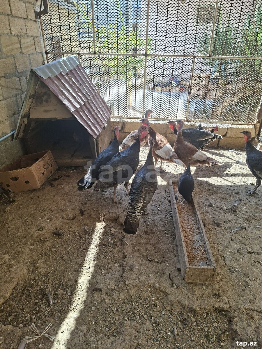 Lal ördək