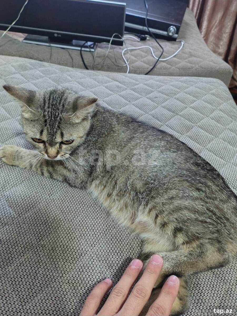 Pişik