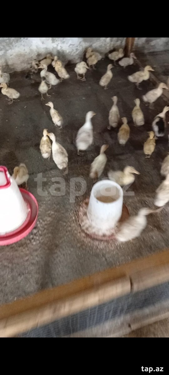 Pekin ördəklərin cücələri