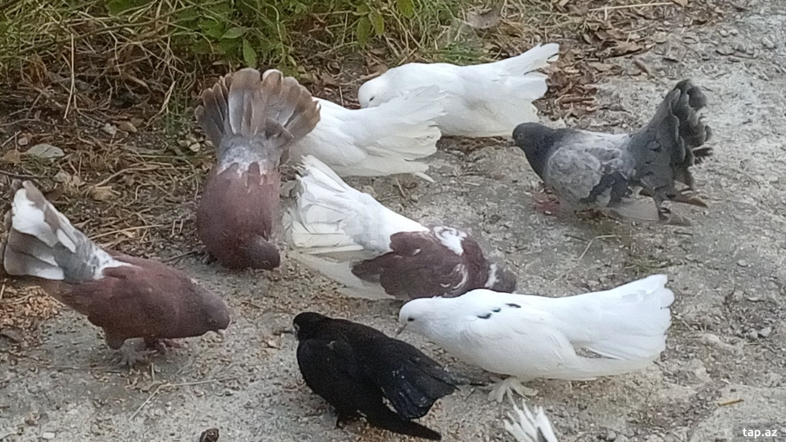 Göyərçin