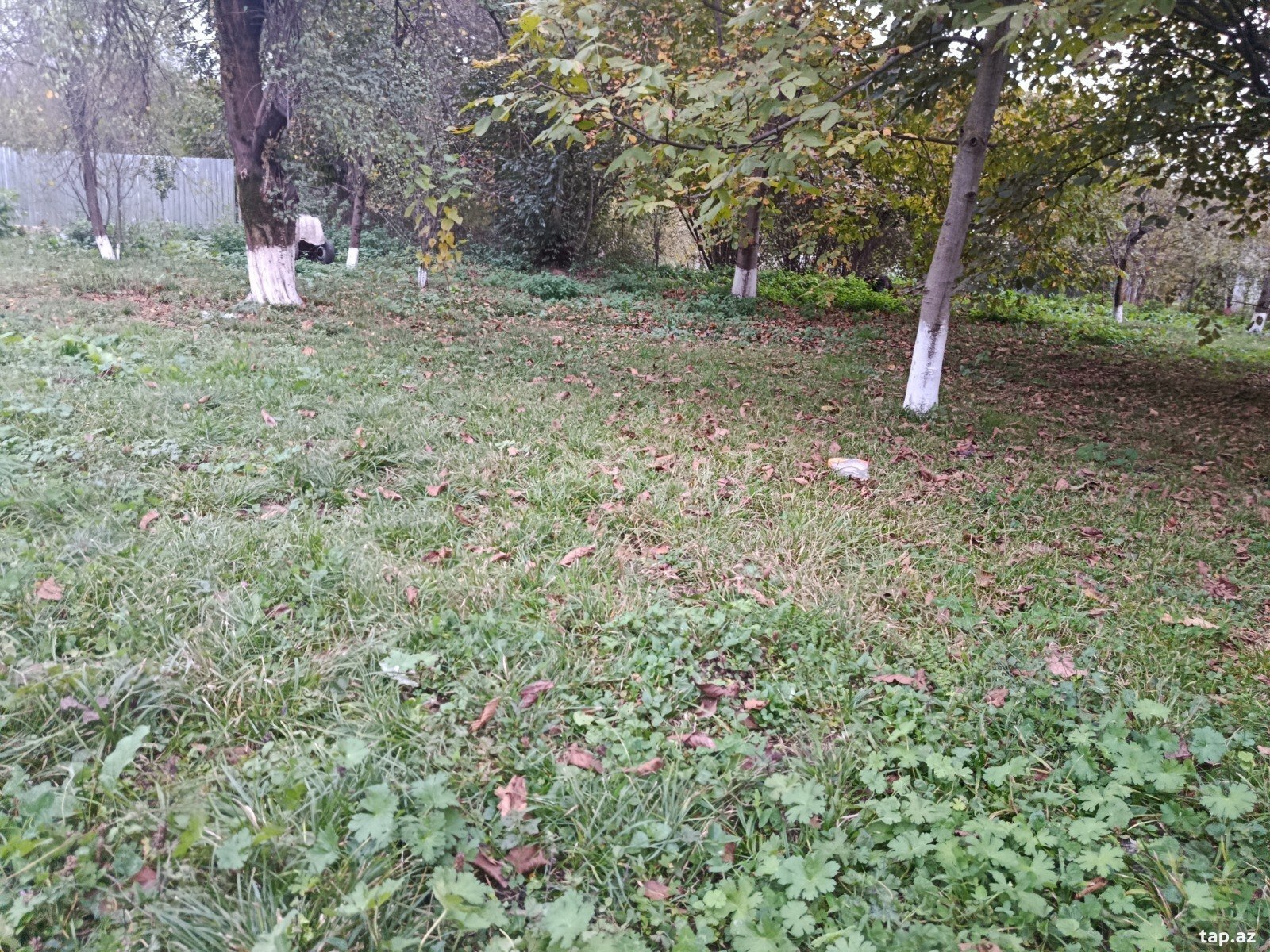 Torpaq satılır, İsmayıllı, İsmayıllı