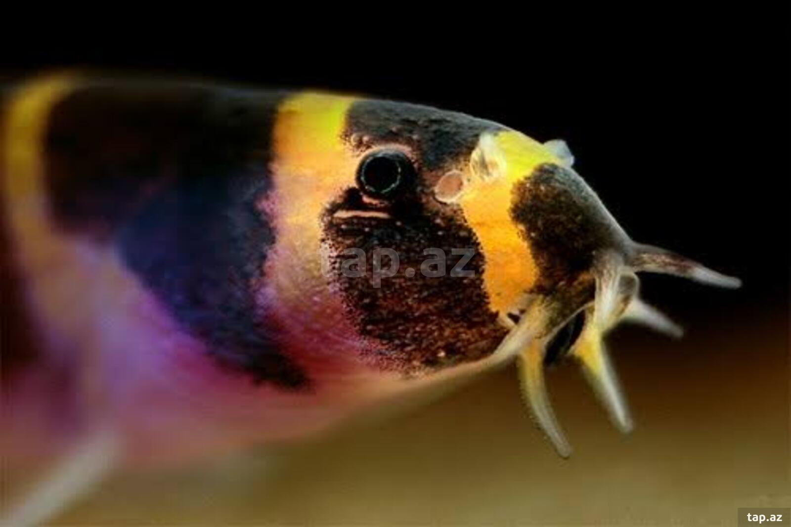 Acanthophthalmus