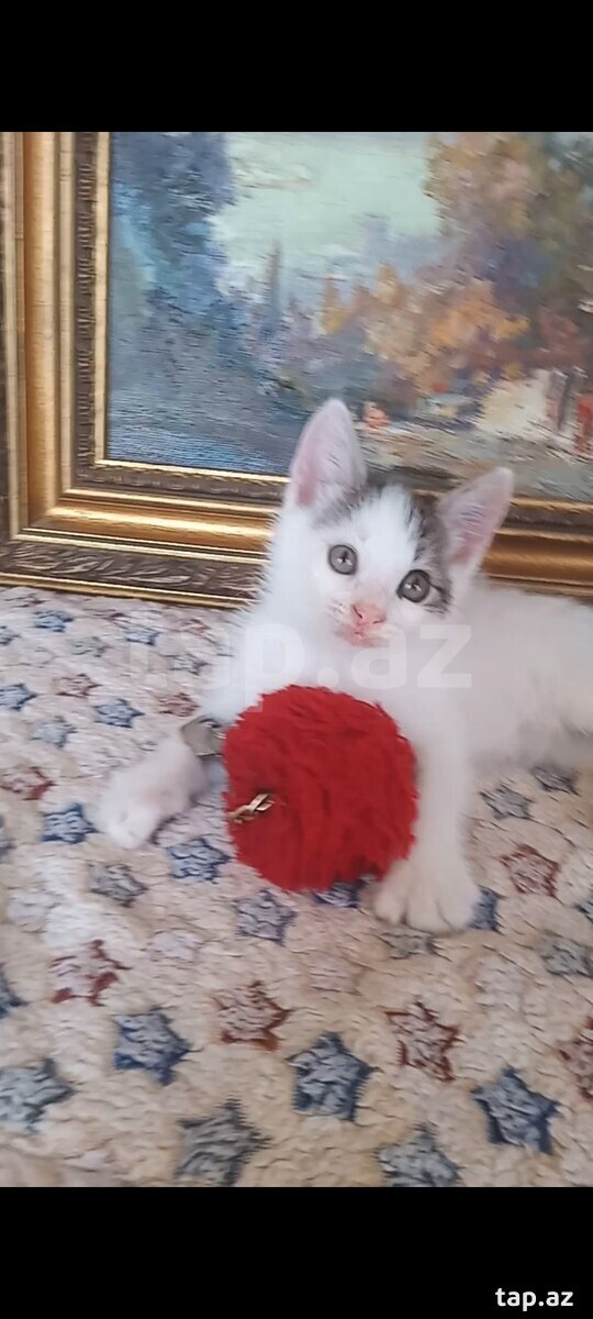 Котенок в добрые руки