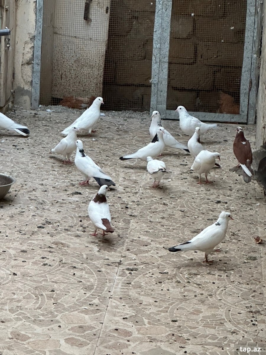Göyərçin