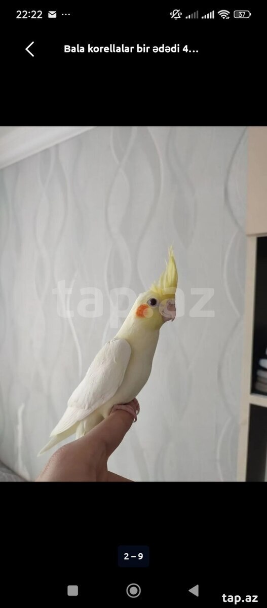 Tutuquşular