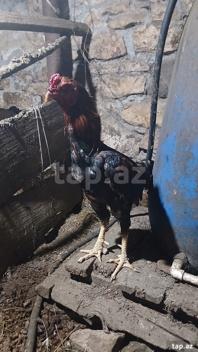 Heyratı fərə