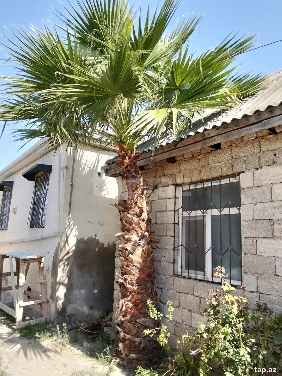 Palma ağacı